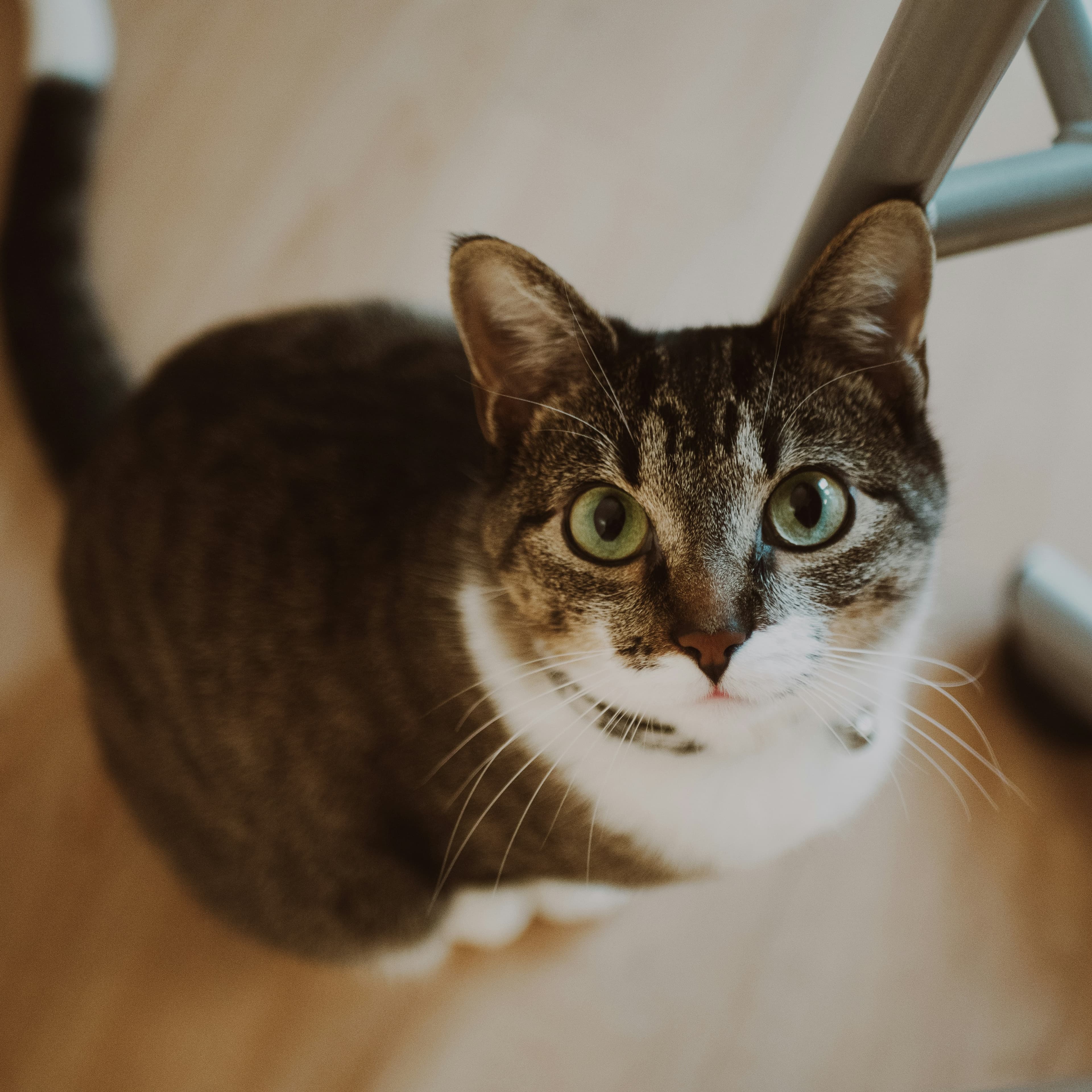 Cat looking up