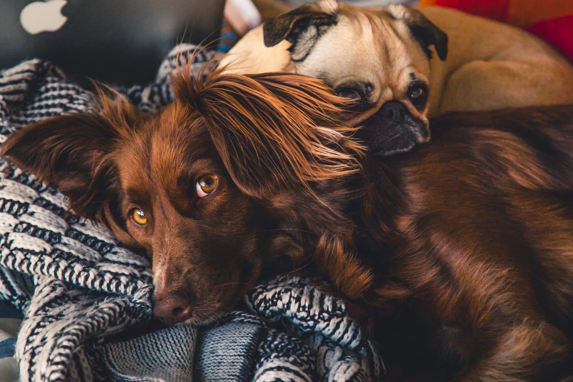 Two dogs relaxing on a knit blanket