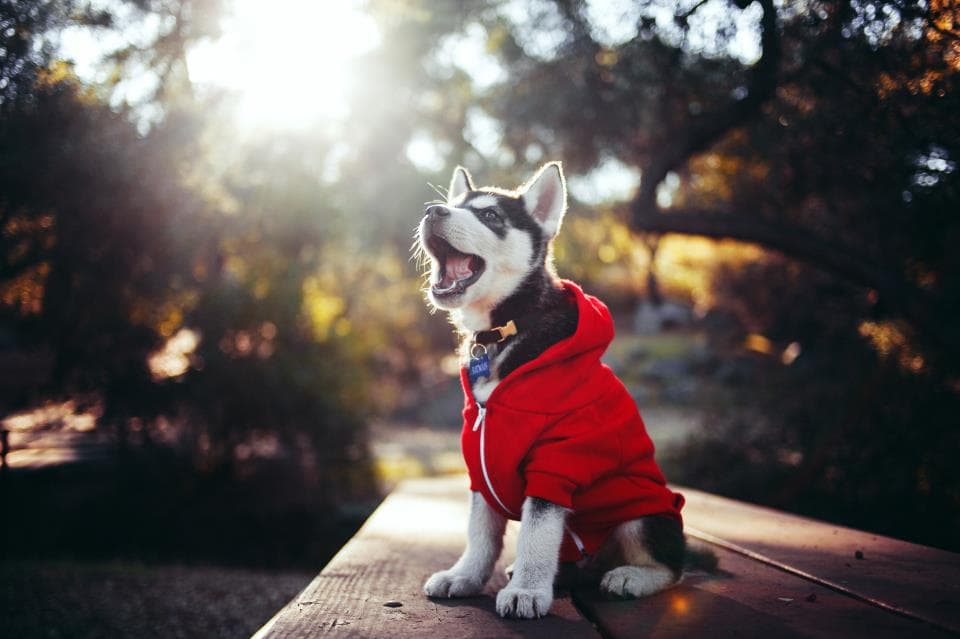 Husky wearing a hoodie during an overnight stay